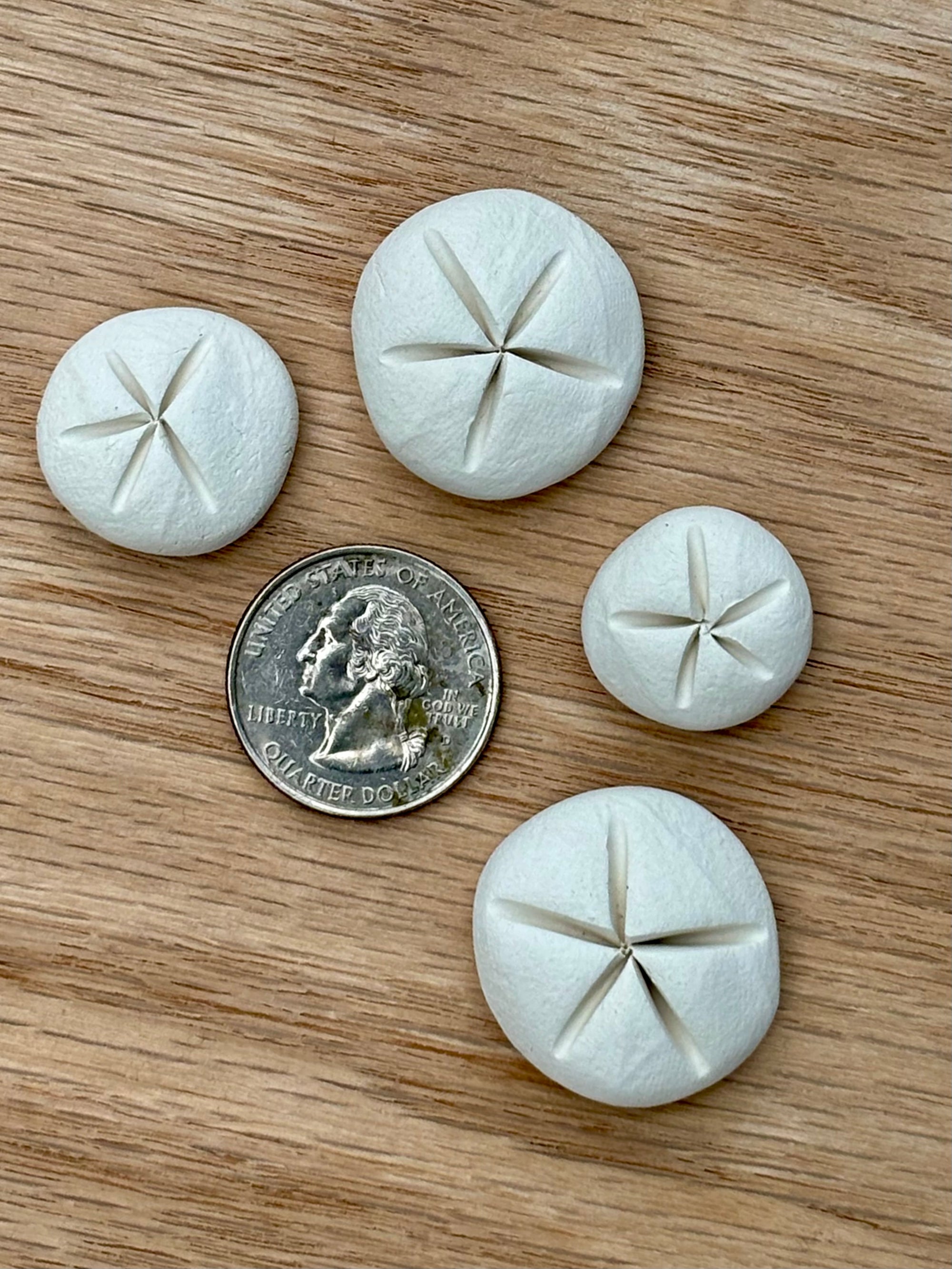 Brown Sugar Keeper (Sand Dollar)