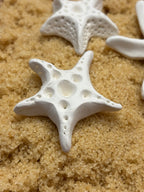 Brown Sugar Keeper (Starfish)