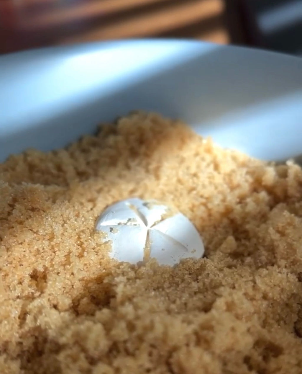 Brown Sugar Keeper (Sand Dollar)