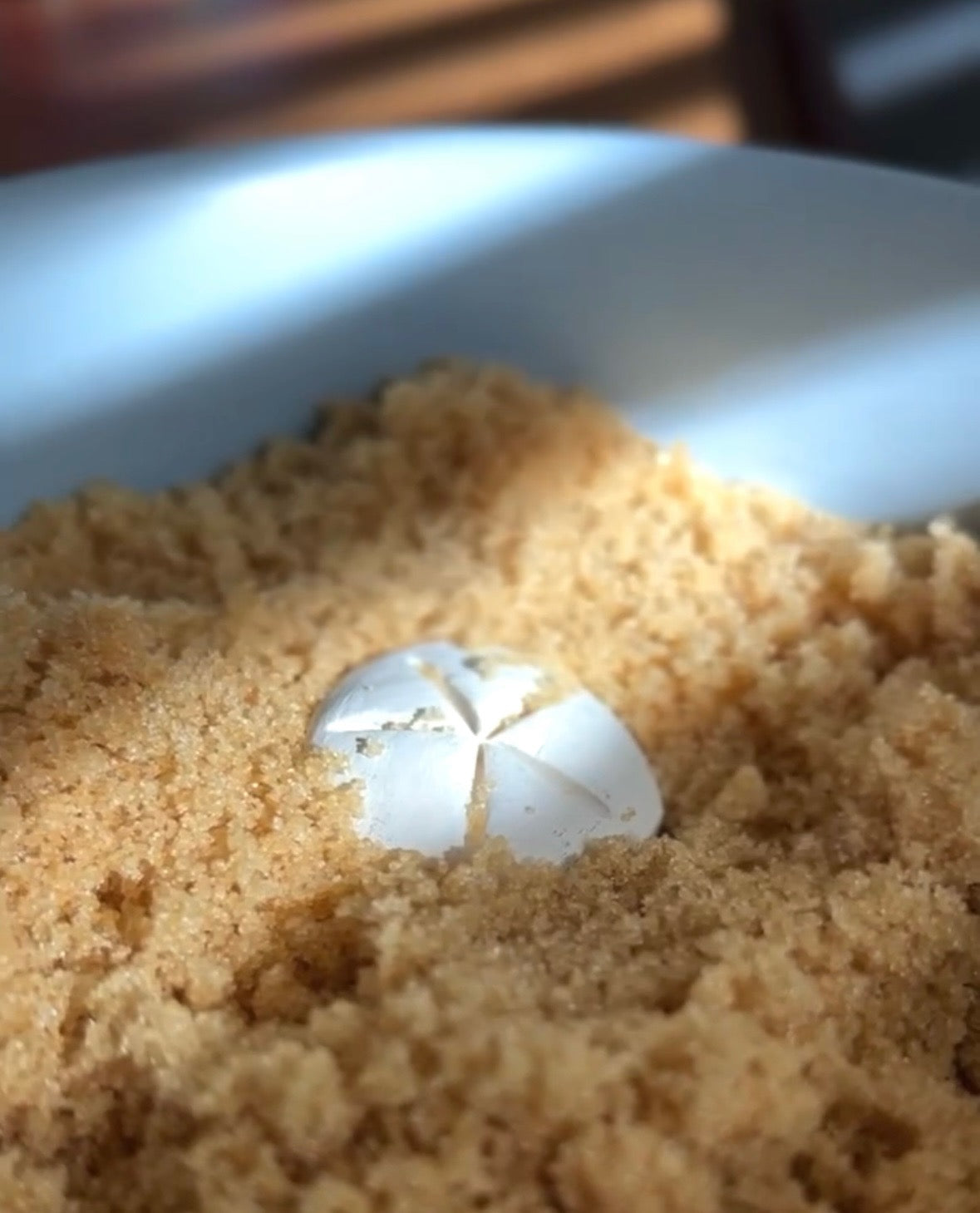 Brown Sugar Keeper (Sand Dollar)