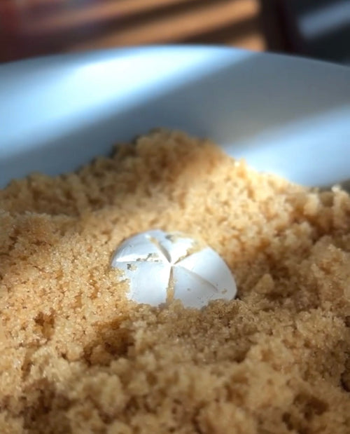 Brown Sugar Keeper (Sand Dollar)