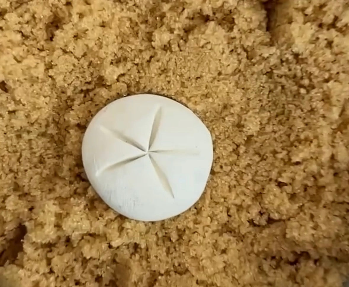 Brown Sugar Keeper (Sand Dollar)