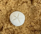 Brown Sugar Keeper (Sand Dollar)