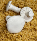 Brown Sugar Keepers (Toadstools)